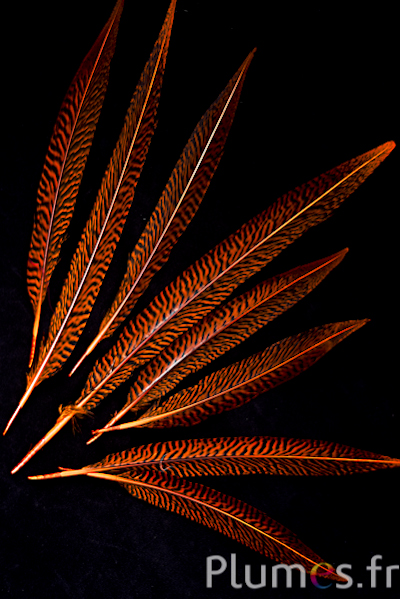 Faisan doré - 20-35 cm - orange